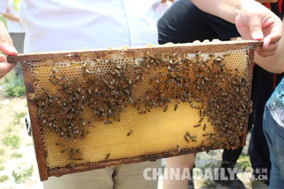 河北首個(gè)蜜蜂博物館在贊皇開館
