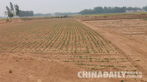 河北館陶:讓“睡眠土地”迸發(fā)經(jīng)濟(jì)活力