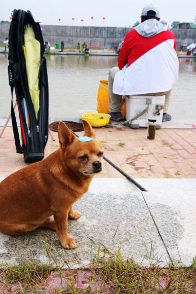 農(nóng)運(yùn)會(huì)花絮：寵物狗成農(nóng)運(yùn)會(huì)賽場上“三朝元老”