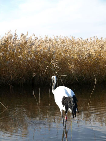 水禽樂園——扎龍自然保護區[圖]