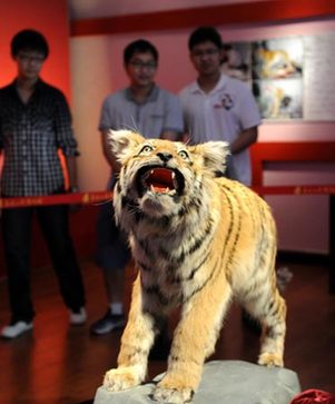 野生東北虎標本亮相哈爾濱