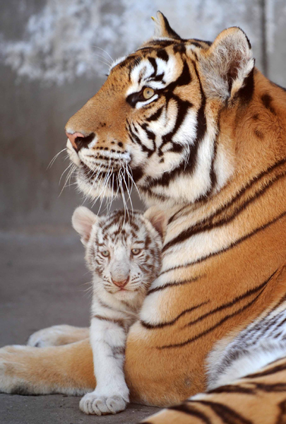 孟加拉白虎五兄妹認東北虎當“奶媽”