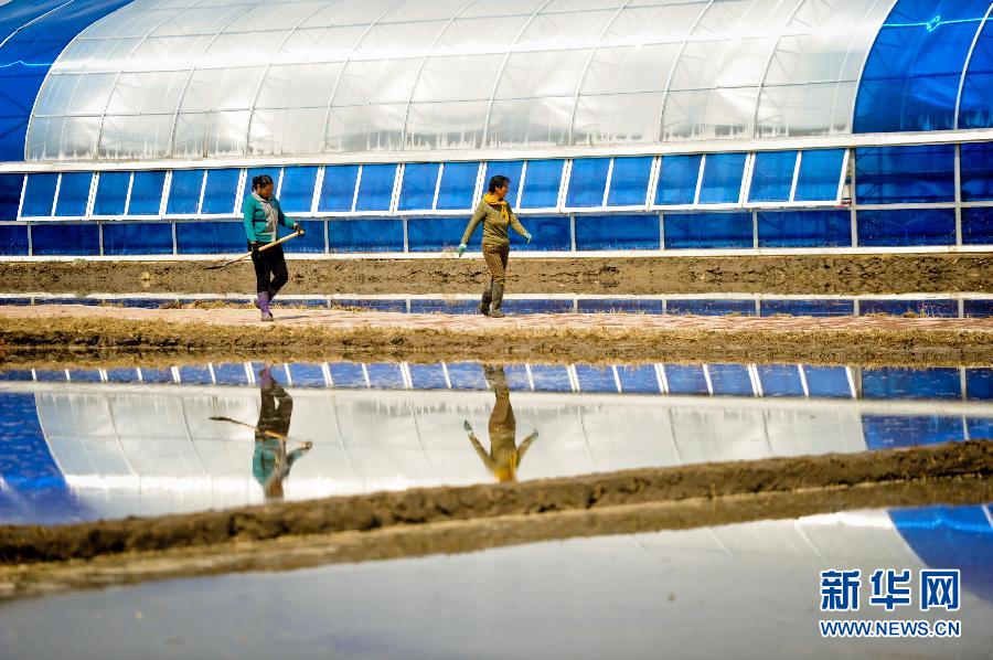 “北大倉”黑龍江：科技育秧加減法算出稻農增收賬