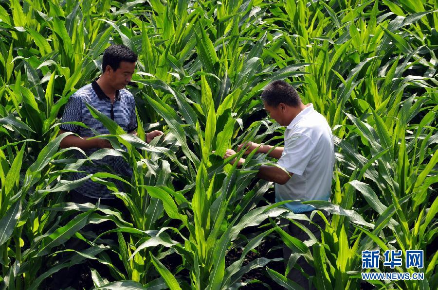 黑龍江墾區(qū)玉米“保健”促高產(chǎn)
