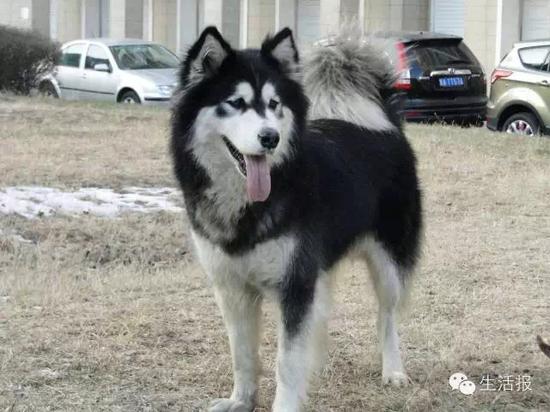 哈爾濱遠(yuǎn)大都市綠洲又有3條寵物狗死亡 驚現(xiàn)藏毒火腿腸