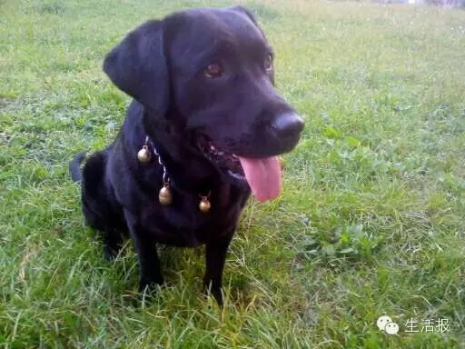 哈爾濱遠(yuǎn)大都市綠洲又有3條寵物狗死亡 驚現(xiàn)藏毒火腿腸