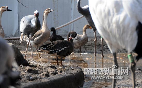 哈爾濱市民撿到威猛大雕呆萌藍狐 將放歸自然(圖)