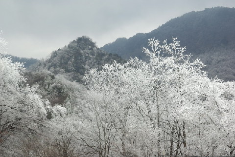 神農架出現持續霧凇景觀(圖)