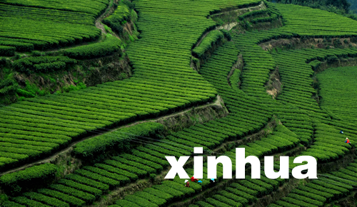 湖北恩施春茶大面積開采