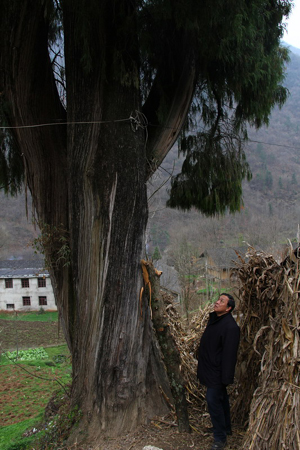 神農(nóng)架瀕亡千年古柏將“重生”于博物館（圖）