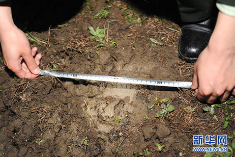 吉林琿春發生野生東北虎襲擊耕牛事件