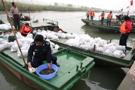 江蘇泰州放魚節(jié) 50萬(wàn)尾魚種入長(zhǎng)江