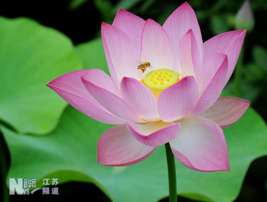 蘇州拙政園荷花旅游節開幕