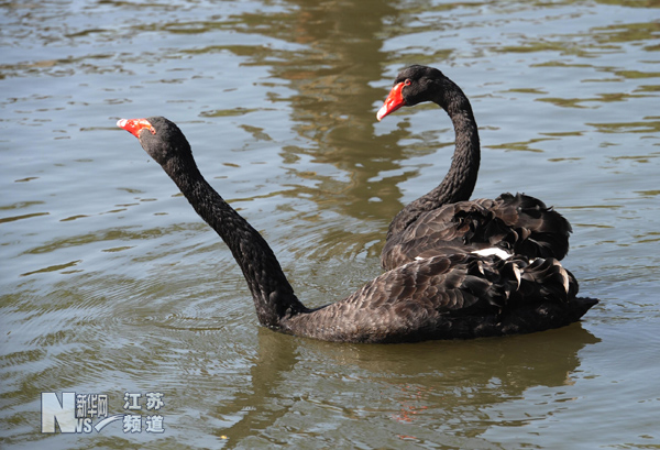 動物冬日享暖陽