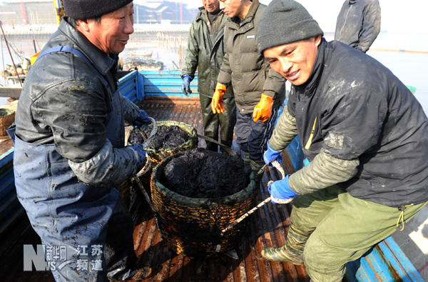 連云港沿海迎來紫菜收割高峰期