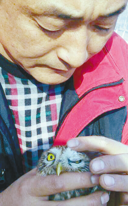 “搶救”袖珍貓頭鷹