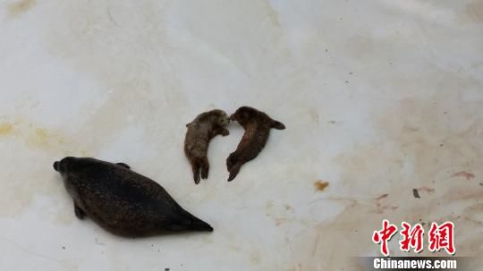 全球首例雙胞胎斑海豹遼寧大連降生