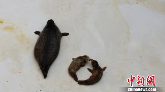 全球首例雙胞胎斑海豹遼寧大連降生