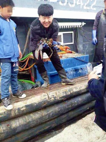 葫蘆島：漁民撈上特大龍蝦放生（圖）