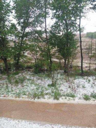 大連：冰雹來襲！個頭像玉米粒（圖）