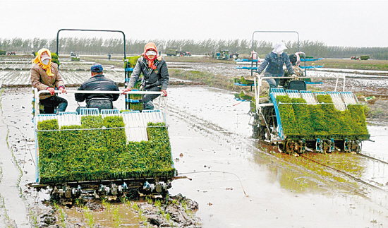 沈陽：機械插秧忙