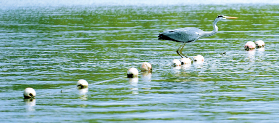 沈陽：鄉(xiāng)愁如故，幸福自來