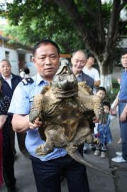 樂山小區保安撈出“怪龜” 嘴尖牙利背上長刺