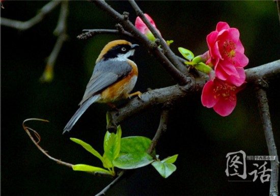 驚蟄飄小雨 成都錦江岸邊鳥語花香