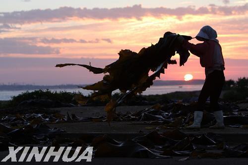 “海上夏收”忙(組圖)