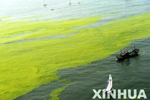 青島：航拍滸苔看災(zāi)情