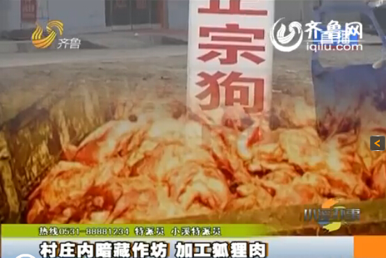 臨沂：村莊內(nèi)暗藏小作坊 日加工死狐貍?cè)馍习賴?/></p>

<p><strong>每天加工上百噸死狐貍?cè)狻′N往各地</strong></p>

<p>加工狐貍?cè)飧坏牧饔停欢@些三無產(chǎn)品安全嗎？能吃嗎？又銷遠(yuǎn)什么地點(diǎn)呢？據(jù)爆料人稱這個(gè)臨沂的潘家湖村，每天會(huì)加工上百噸的死狐貍?cè)猓刻炝璩繒?huì)有大量的死狐貍運(yùn)到村子附近進(jìn)行交易，根據(jù)爆料人提供的線索，記者一夜沒睡，熬夜到凌晨三點(diǎn)多，來到了狐貍?cè)獾慕灰椎攸c(diǎn)。</p>

<p>記者看到在一輛貨運(yùn)汽車上幾名工人正往一輛三輪廠上扔剝了皮的死狐貍，就在不遠(yuǎn)處還有一輛重型貨車上滿滿當(dāng)當(dāng)?shù)囟褲M了狐貍，不一會(huì)就有好幾輛車裝貨過磅，然后開走。直到天亮仍有裝滿死狐貍的貨車來卸貨。</p>

<p>據(jù)了解，狐貍養(yǎng)殖戶到了十一月份就開始?xì)⒑偅瑒兞似ぃ鈺?huì)以極低的價(jià)格處理掉，每斤只需要一兩塊錢。也正是瞄準(zhǔn)了這個(gè)當(dāng)口，有些人會(huì)以極低的價(jià)格競(jìng)購(gòu)狐貍?cè)猓皇羌庸み@一個(gè)環(huán)節(jié)就是產(chǎn)生幾倍的利潤(rùn)，大多數(shù)會(huì)以狐貍?cè)獬洚?dāng)牛羊肉等往外出售。這些狐貍沒有任何的包裝，不知道是怎么死的，更別說是檢驗(yàn)檢疫了。為了弄清楚死狐貍?cè)獾娜ハ颍浾咔那母S了一輛裝滿狐貍?cè)獾娜喣ν熊嚕@輛三輪摩托車，記者又來到潘家湖村，眼看著三輪車拐進(jìn)了一個(gè)胡通，為不打掃驚蛇，記者并沒有繼續(xù)跟蹤下去。</p>

<p><strong>警惕性奇高 不輕易露面</strong></p>

<p>爆料人告訴記者，這些肉可以制以狐貍凍、火腿腸、羊肉卷等等，并稱這些人都非常警覺，很少與陌生做交易，所以記者就是買家的身份與當(dāng)?shù)氐纳虘羧〉寐?lián)系。</p>

<p>這些商戶非常警覺，對(duì)于記者的身份一直都是半信半疑。當(dāng)記者提出要與他見面聊聊時(shí)，對(duì)方稱“這兩天在不家，若是在家就去找你們。”通過簡(jiǎn)單的交談，對(duì)方好像識(shí)破了記者的身份，不管記者怎么說，始終不同意見面。</p>

<p>隨后記者又掌握一條信息，德州那邊有個(gè)接頭人，好像姓薛，記者憑借這一信息又聯(lián)系了下一家商戶。這位商戶的警覺性也非常高，不過幸好爭(zhēng)取到了一個(gè)見面的機(jī)會(huì)，說一會(huì)來接記者。一會(huì)記者手機(jī)又響了，傳來一個(gè)陌生的聲音，質(zhì)問記者“原來在德州誰給你供貨？”記者告訴他是姓薛的，還有一個(gè)姓韓的。對(duì)方稱“因?yàn)楝F(xiàn)在這個(gè)東西(肉)屬于三無產(chǎn)品，記者也多，暗訪的也多，事也挺多的。”最終對(duì)方答應(yīng)與記者見面，只是說會(huì)晚一點(diǎn)。</p>

<p>此時(shí)已是下午兩點(diǎn)，兩個(gè)小時(shí)過后，記者左等右等就是不見人。記者嘗試著撥打?qū)Ψ诫娫捯恢笔菬o法接聽，難道記者的身份被他們識(shí)破了？記者又嘗試著給對(duì)方發(fā)短信，三十分鐘后，當(dāng)記者快要放棄時(shí)電話響了起來，最終跟對(duì)方約定，二十分鐘后在指定地點(diǎn)見面。</p>

<p>記者早早就來到街頭指定地點(diǎn)，但對(duì)方長(zhǎng)什么樣，怎么來是一無所知。就在這時(shí)一輛面包車駛進(jìn)了記者的視線，直接停在了記者的車前面，這時(shí)記者再撥打?qū)Ψ诫娫捯恢倍际窃谕ㄔ捴小＞驮谟浾呦胍咏禽v面包車時(shí)，面包車卻開走了，當(dāng)記者再次撥打?qū)Ψ诫娫挄r(shí)，對(duì)方就不再接聽了。</p>

<p><strong>聽到風(fēng)聲？ 村里偃旗息鼓</strong></p>

<p>對(duì)方的警覺性大大超乎記者的想象，這個(gè)商戶說，他們做的是三無產(chǎn)品，曾經(jīng)被記者給曝光過，所以他們是防火防盜防記者。記者的車停在離村子兩公里開外的地方，據(jù)爆料人稱，很快，村子里就傳開了，一輛濟(jì)南牌照的車來了，要大家都小心。這么高的反偵察能力，難道記者的調(diào)查真的就進(jìn)行不去了嗎？記者決定第二天直接進(jìn)入村子進(jìn)行調(diào)查采訪。</p>

<p>第二天記者直接進(jìn)入潘家湖村，奇怪的是這里非常安靜，不僅家家戶戶的大門都緊閉著，就連大街上的人都很少，昨天熱火朝天加工狐貍?cè)獾木跋蟛灰娏恕＞o接著記者看見一戶大門虛掩，隱約看著有人在里面干活，記者下車去問“賣肉吧？”對(duì)方答到“俺不賣，俺這是存的。”</p>

<p>記者又問“你有手續(xù)嗎，弄這些東西？”“俺這是存，俺不賣！”通過門縫，記者看見工人正在煮狐貍?cè)猓瑢?duì)方好像很害怕記者看見里面的景象，直接把門給關(guān)上了。調(diào)查很難再進(jìn)行下去，記者決定再換個(gè)地方。</p>

<p>記者又來到一家加工死狐貍?cè)獾纳虘簦鞍巢毁u白條，我這是煮干肉的！煮好了干肉就發(fā)給你們，六塊錢一斤。”并反問“你們是記者吧？看像是記者！”看到記者的穿著和口音，竟然覺察到了記者的身份，沒想到這個(gè)村的村民警惕性如此之高，記者只能再換一家。</p>
</p>
</div>
</div>

<div   class=