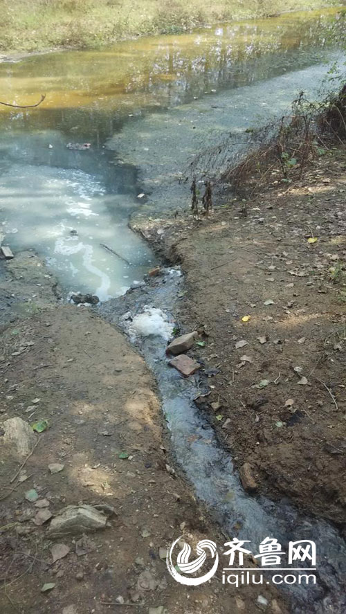 網(wǎng)友爆料平邑一罐頭廠非法排污致百余棵楊樹枯死