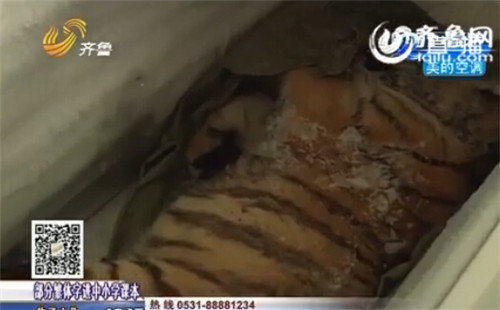 平度幼虎墜亡事件處理結(jié)果：養(yǎng)虎人辭去市人大代表職務