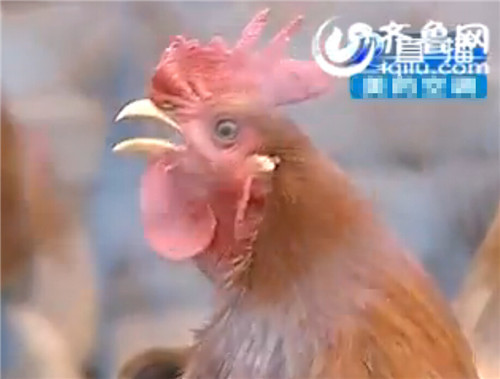 聊城一村民家中母雞變異成公雞 兼顧打鳴和下蛋