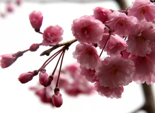 濟南春游最強攻略 野外燒烤賞花約起來！