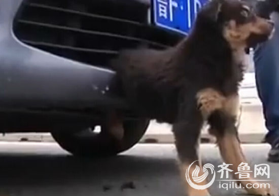 煙臺小狗倆后腿被卡保險杠里 車主鋸斷中網救狗
