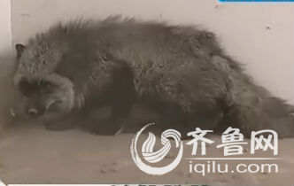 濟南孫村社區居民抓到一只狐貍 動物園拒收建議放生