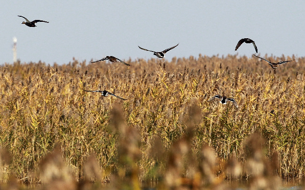 上海迎來候鳥遷徙越冬高峰
