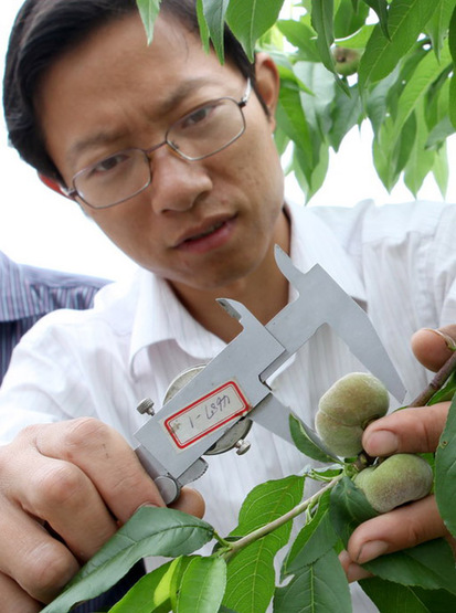 金山蟠桃獲批國家地理標志保護產品