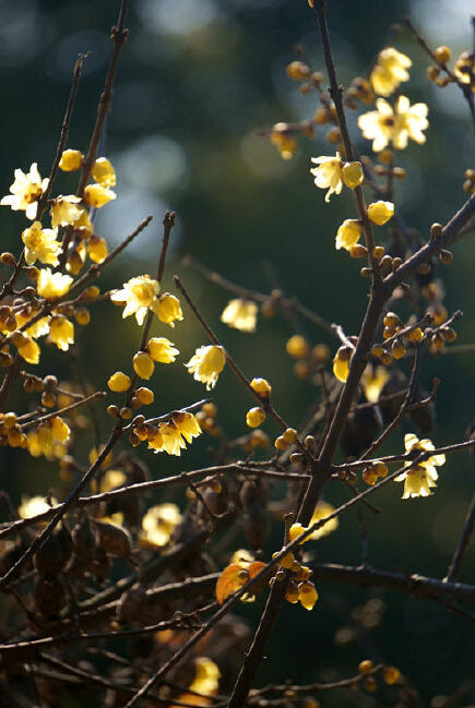 申城蠟梅梅花相伴迎羊年 蠟梅初開較往年遲兩周