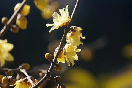 申城蠟梅梅花相伴迎羊年 蠟梅初開較往年遲兩周