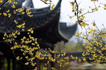 上海古猗園今年元宵晚間無燈會 白天有彩燈展