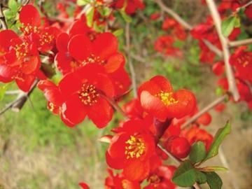 今春“百花齊放”盛景提前呈現 3月可賞4月景