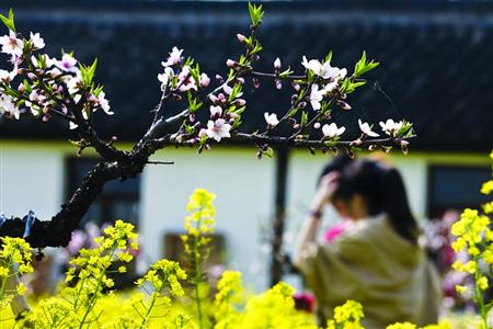 下月還是櫻花觀賞