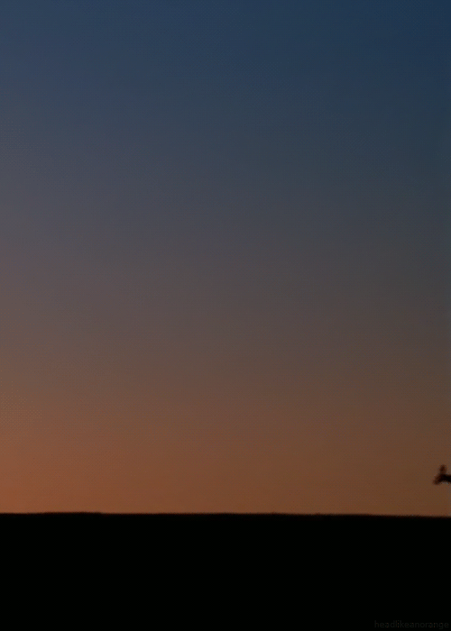 超萌動物動態組圖