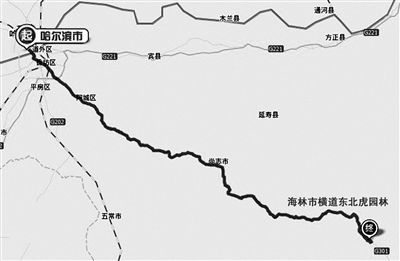 黑龍江東北虎園林1名工作人員遭老虎襲擊身亡