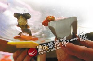 重慶退休工現(xiàn)場(chǎng)表演揭秘春晚金魚魔術(shù)(組圖)