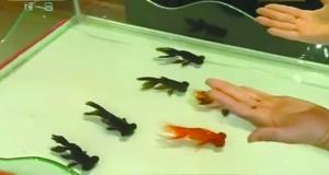 春晚金魚魔術當事人揭謎底:魔術其實有“機關”