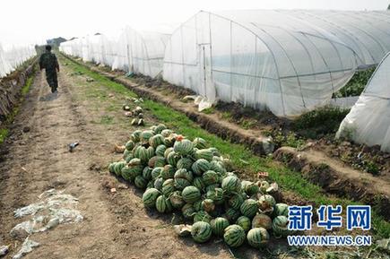 未熟西瓜離奇“爆炸” 瓜農損失慘重