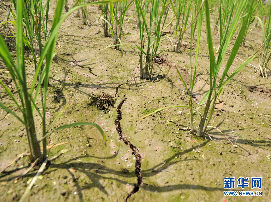 長(zhǎng)江中游遭罕見旱情